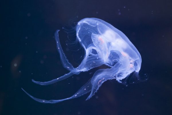 Moon Jellies