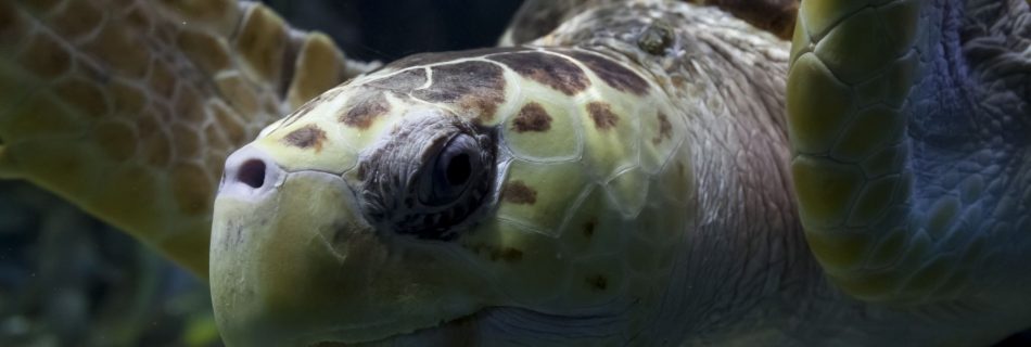 Sea Turtle