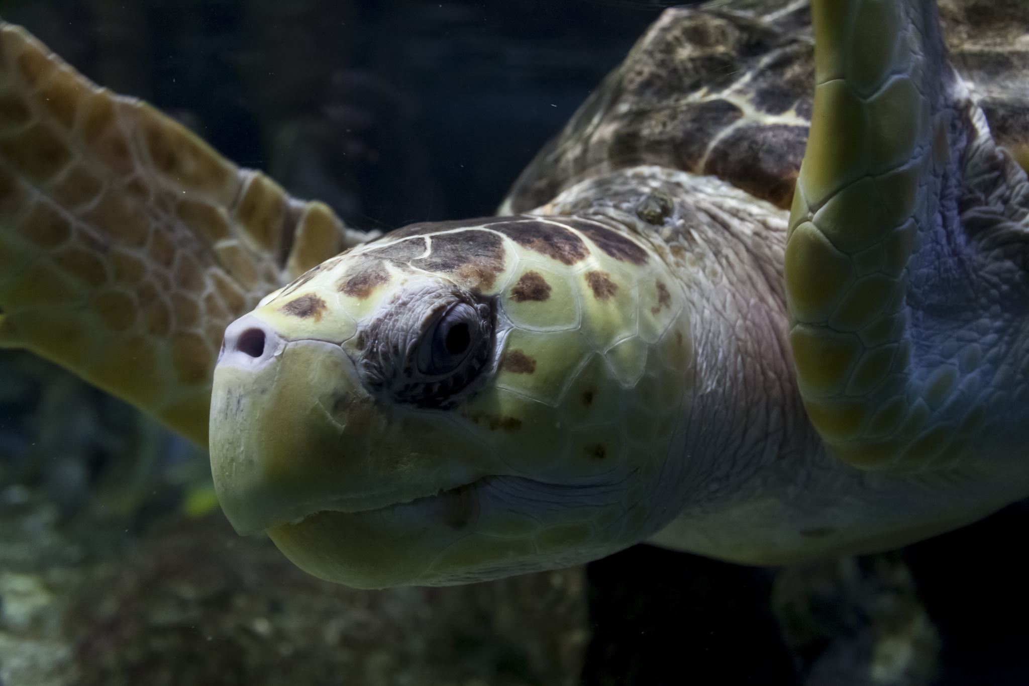 Sea Turtle