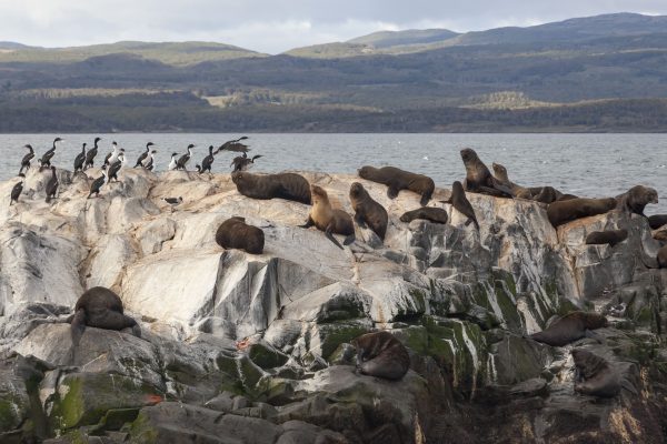 Beagle Channel, Sea Lions, Cormorants