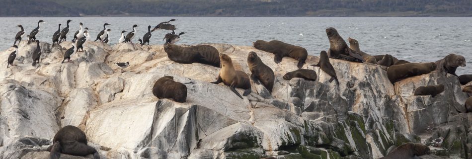 Beagle Channel, Sea Lions, Cormorants