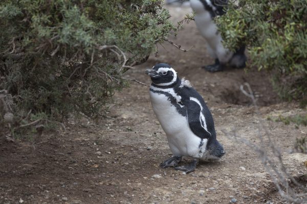 Magellanic Penguins, Punta Tombo