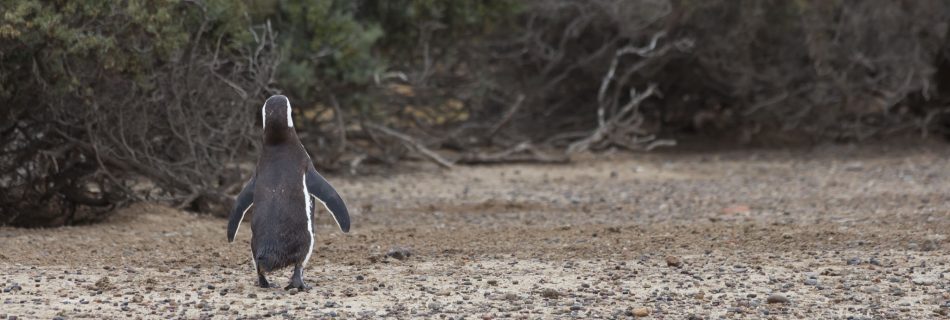 Magellanic Penguins, Punta Tombo