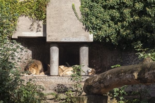 Amsterdam Artis Zoo