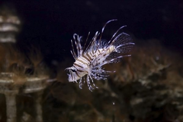 Guernsey Aquarium