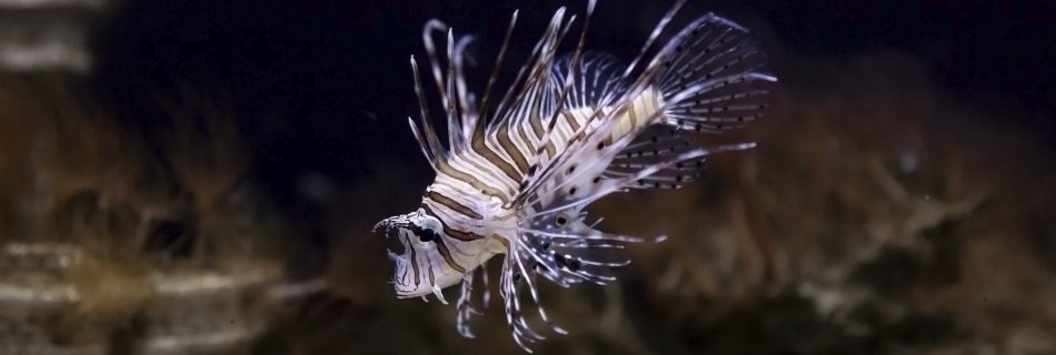 Guernsey Aquarium