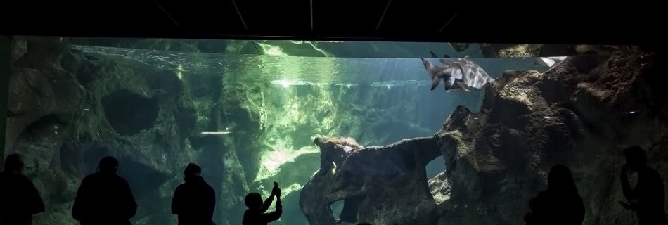 La Rochelle Aquarium