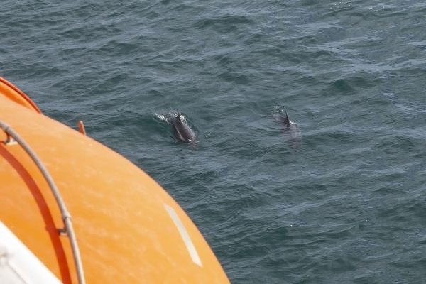 Dolphins From Arcadia At Guernsey