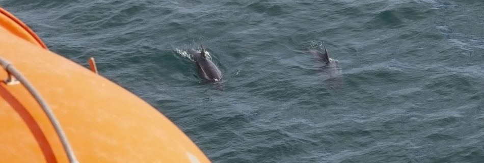 Dolphins From Arcadia At Guernsey