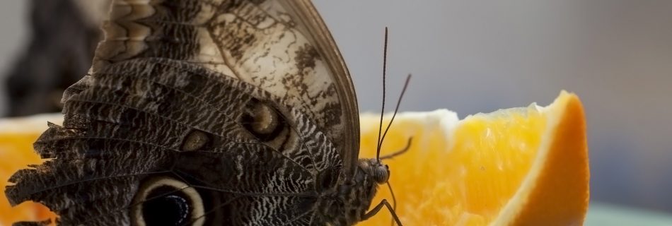 Butterfly And Orange Segment