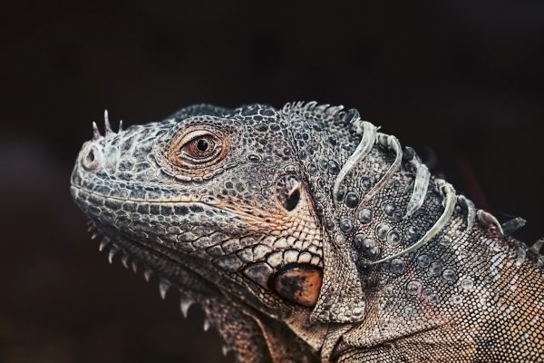 Iguana