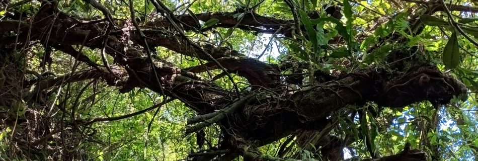 Cloud Forest