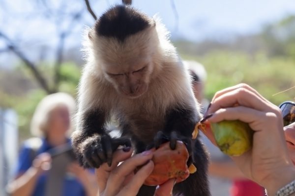 Feeding White-Faced Capuchin