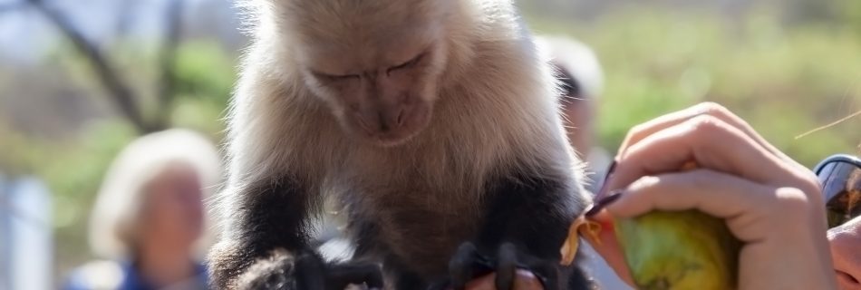 Feeding White-Faced Capuchin