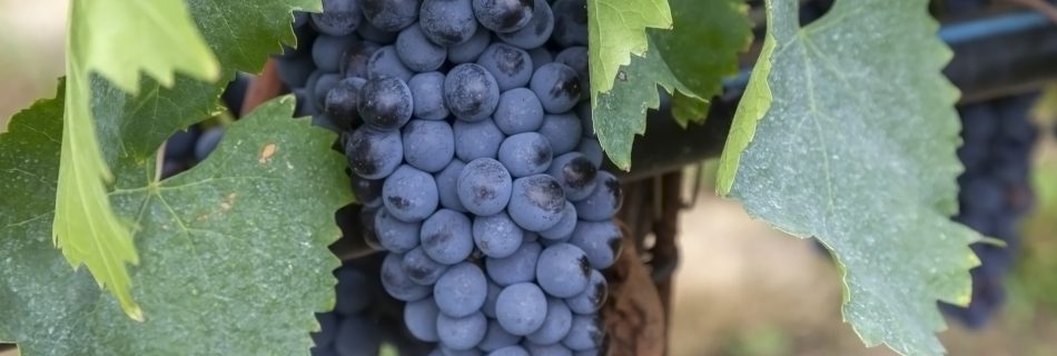 Grapes On The Vine