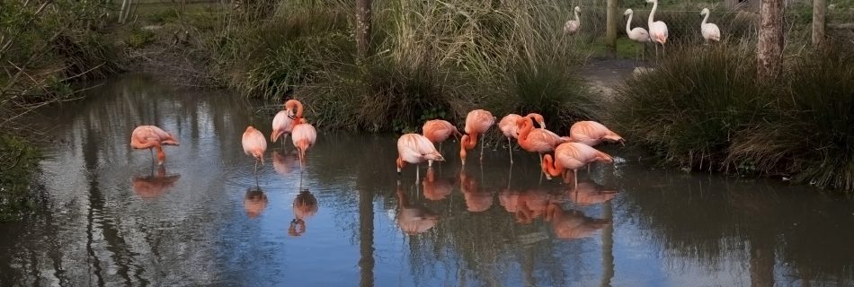 Flamingos