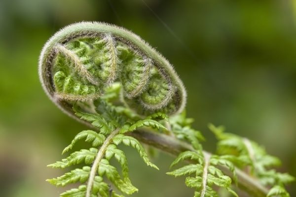 Curling Plant