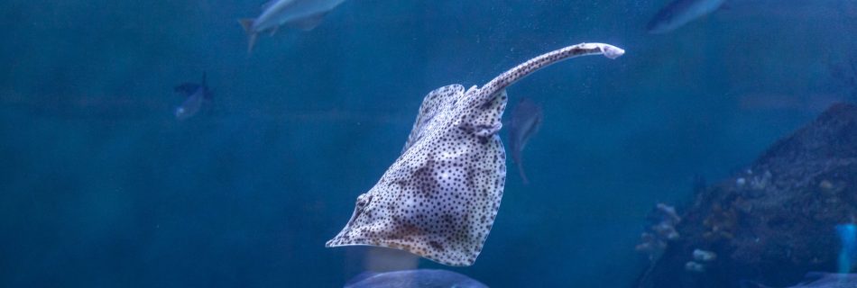 National Marine Aquarium