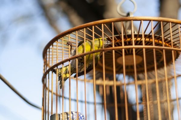 Bird In A Cage, Hutongs, Beijing