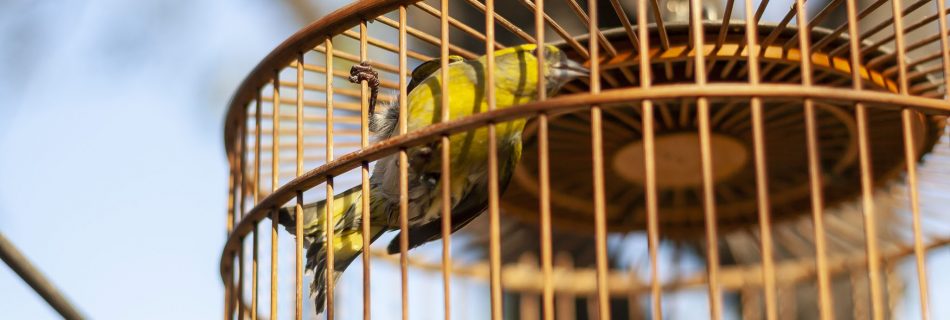 Bird In A Cage, Hutongs, Beijing