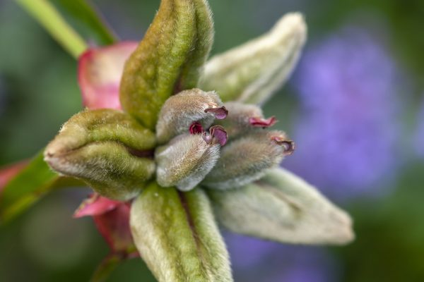 Furry Flower