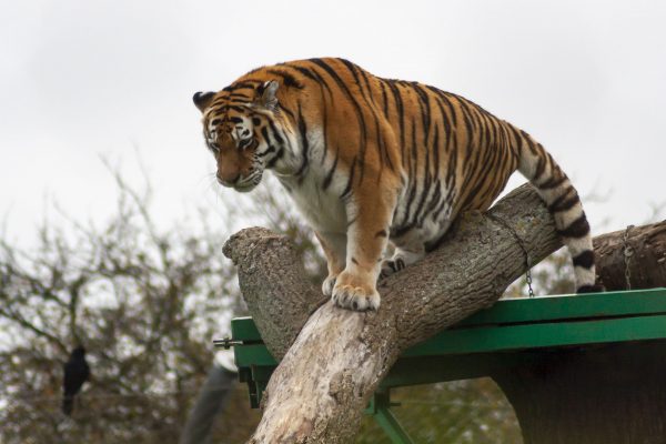 Amur Tiger, Marwell Zoo