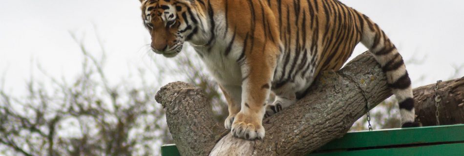 Amur Tiger, Marwell Zoo