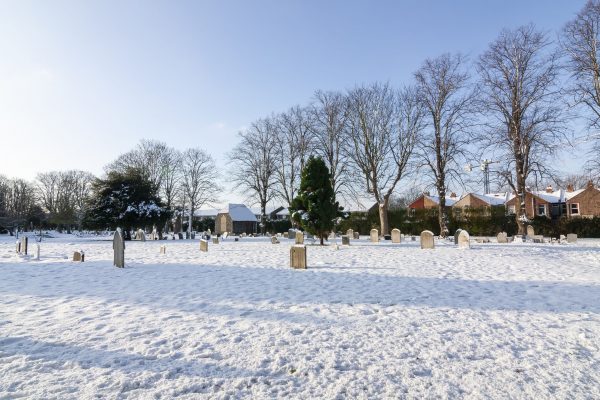 Snow On Ground, Trees