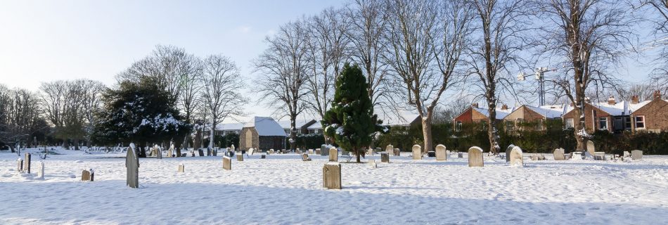 Snow On Ground, Trees