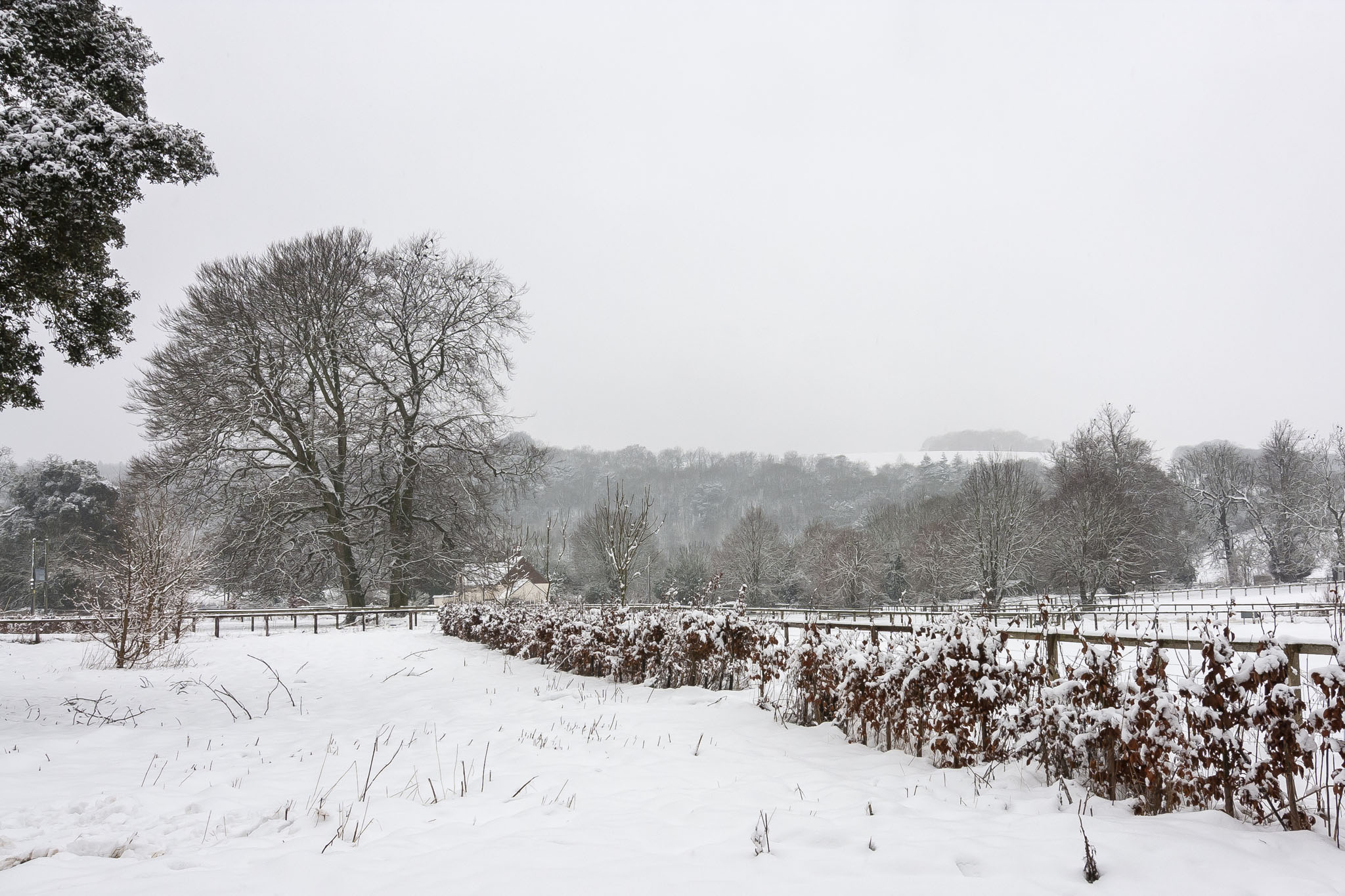 Snowy Chilgrove