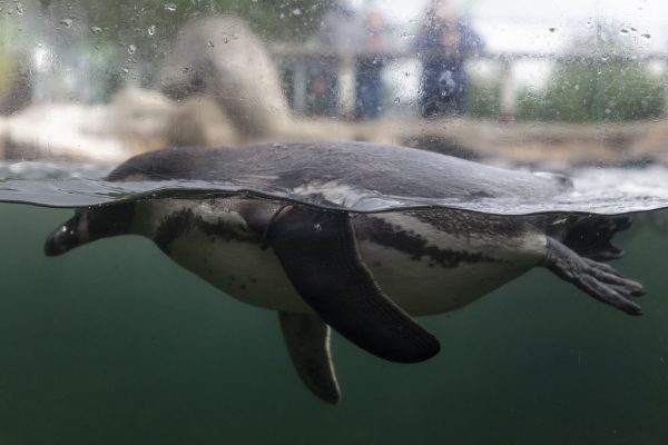 Humboldt Penguins