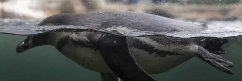 Humboldt Penguins