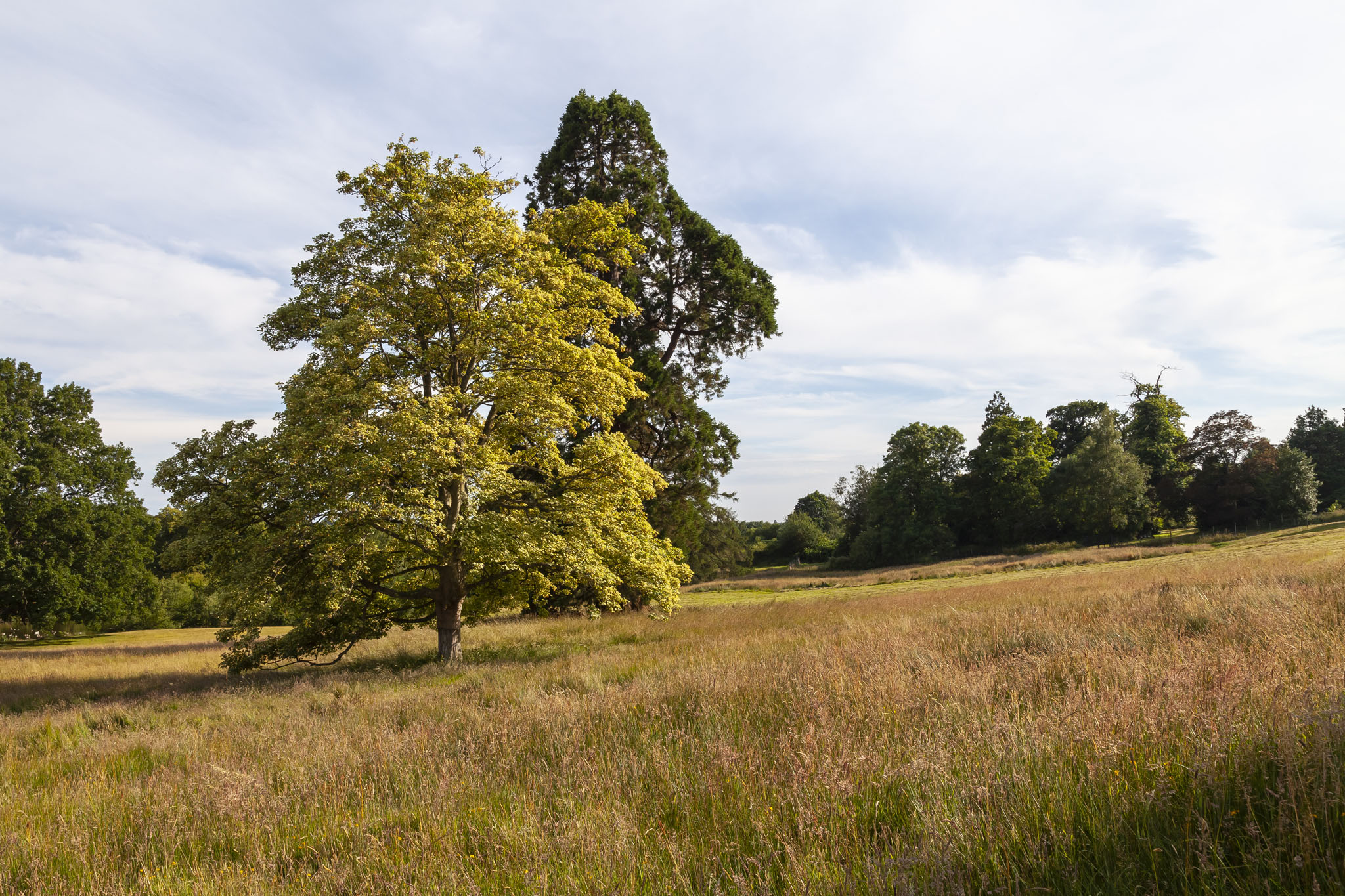 Grassland, Buxted Park