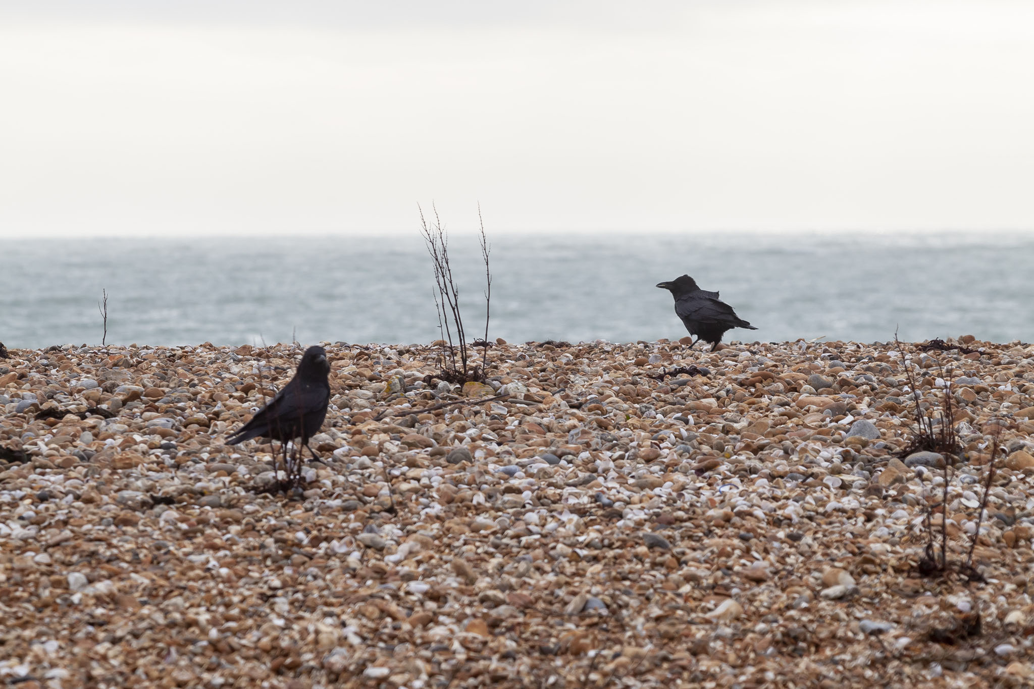 Crows On The Beach