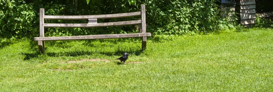 Bench, Corvid