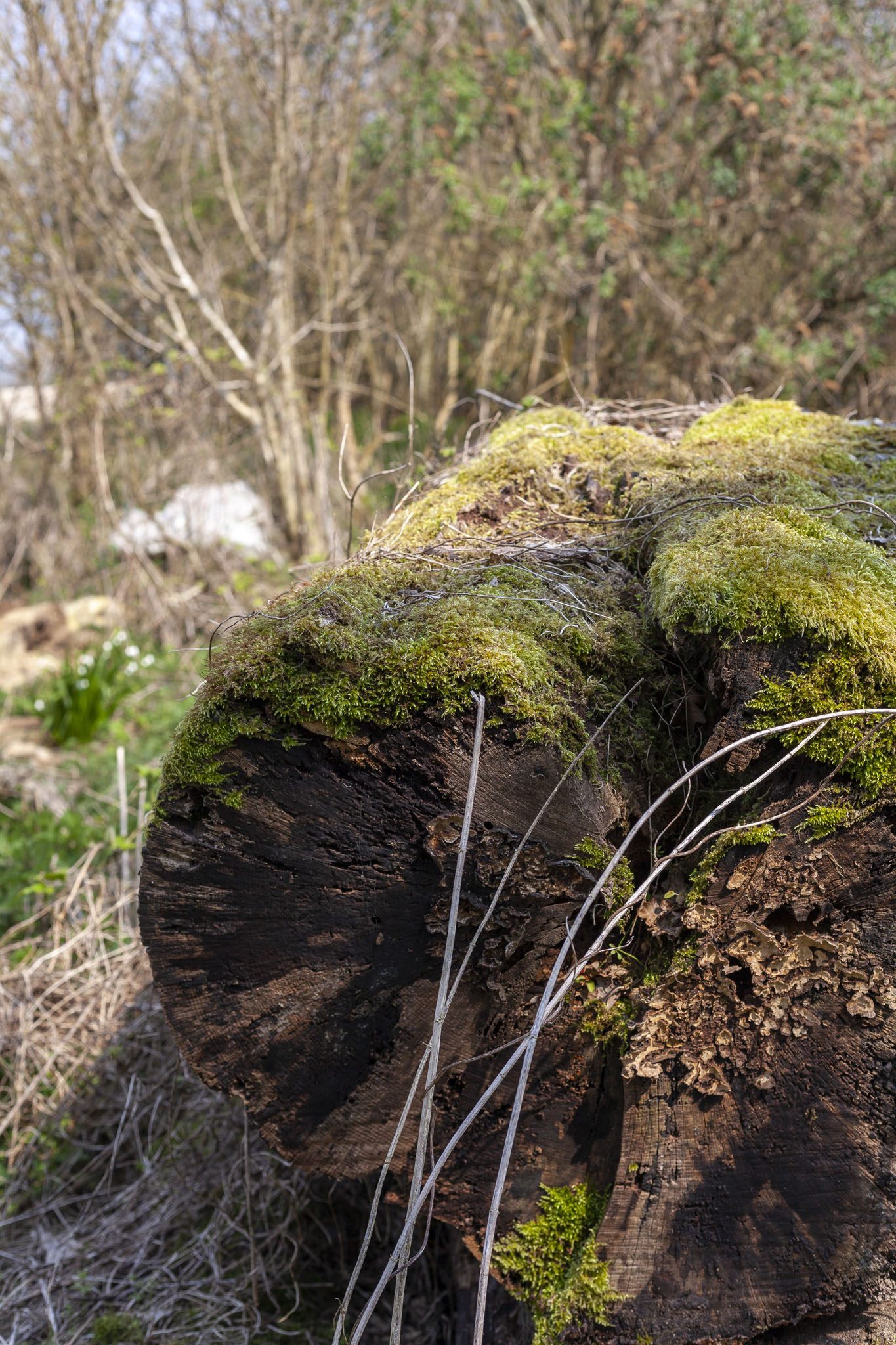 Moss On Bark