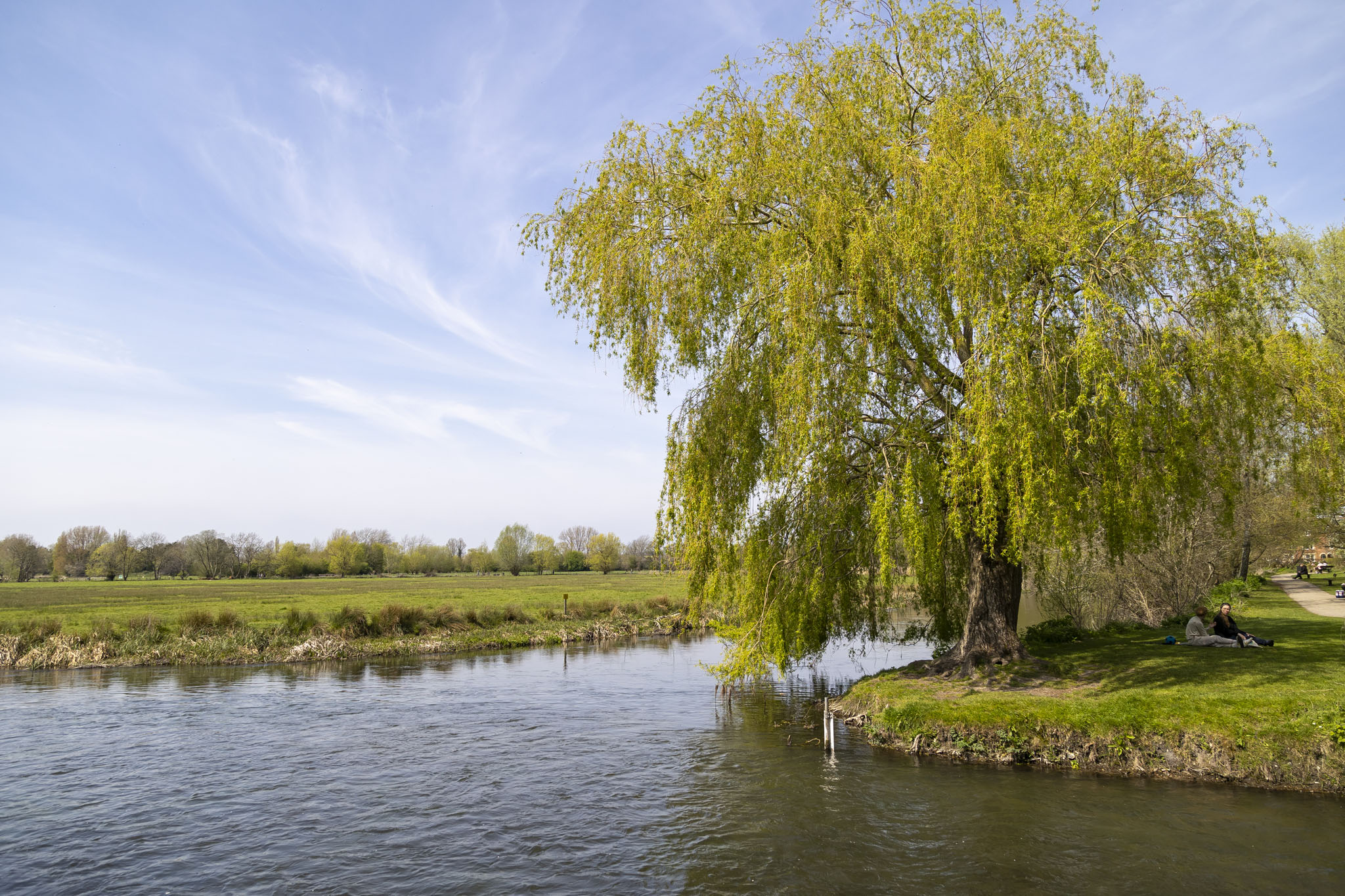 Tree Over River Avon