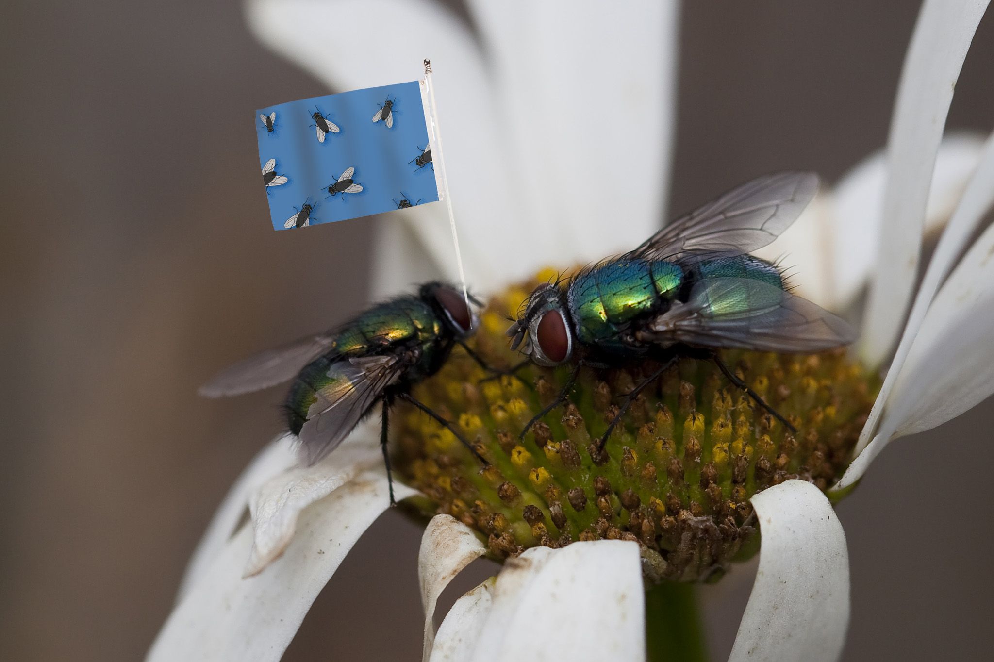 Two flies on a flower, one holding a blue flag with some flies on it.