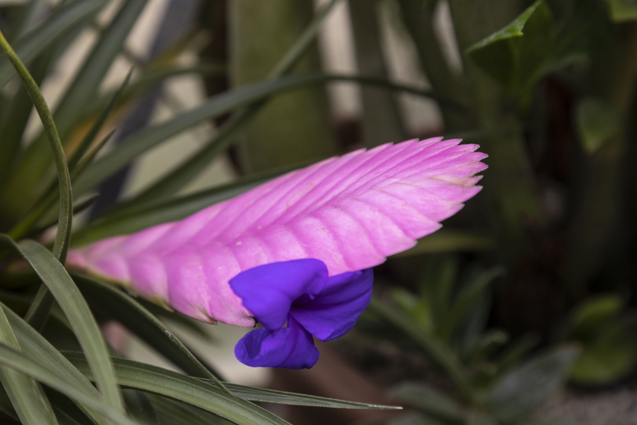 Colourful Flower